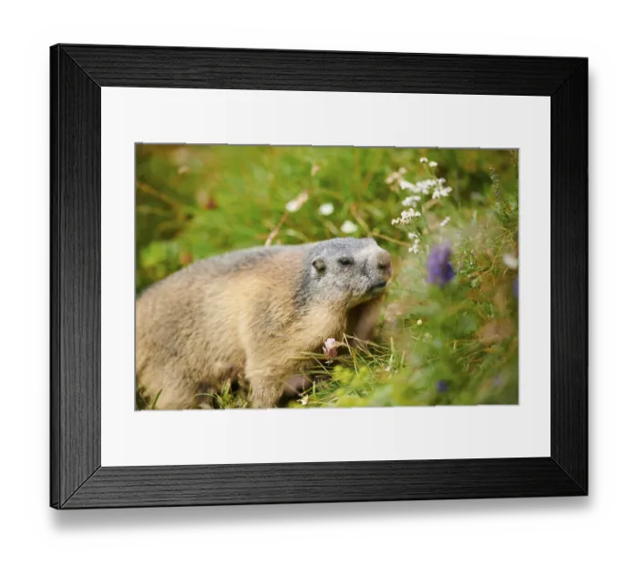 Framed Print : Alpine marmot (Marmota marmota) on a meadow in summer