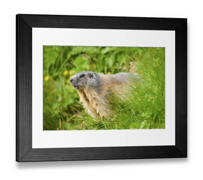 Framed Print : Alpine marmot (Marmota marmota) on a meadow in summer