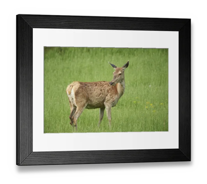 Framed Print : Red deer (Cervus elaphus) female on a meadow in spring