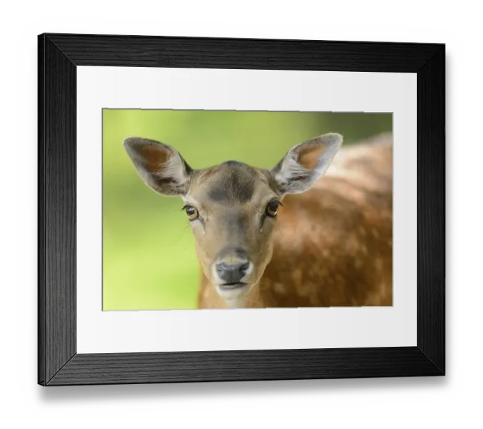 Framed Print : Portrait of a fallow deer (Dama dama) in a forest in spring Framed Print : Portrait of a fallow deer (Dama dama) in a forest in spring