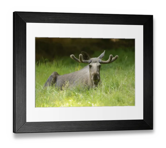 Framed Print : Close-up of a Eurasian elk (Alces alces) male in a forest in early summer