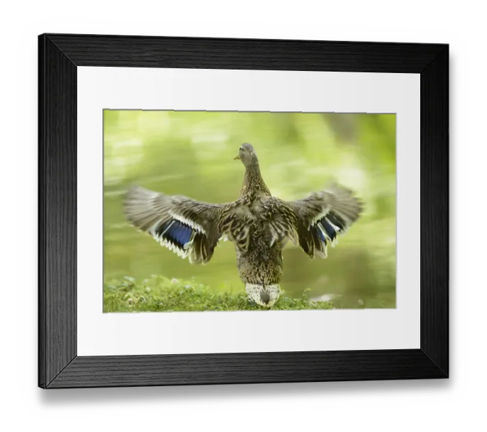 Framed Print : Close-up of a mallard or wild duck (Anas platyrhynchos) at the water stain of a little lake in spring