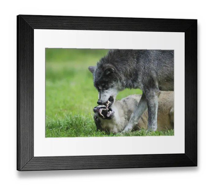 Framed Print : Two algonquin wolves (Canis lupus lycaon) fighting in a meadow