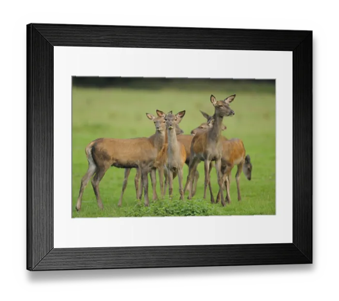 Framed Print : Red deer (Cervus elaphus) youngstera standing in a meadow at the edge of the woods Framed Print : Red deer (Cervus elaphus) youngstera standing in a meadow at the edge of the woods