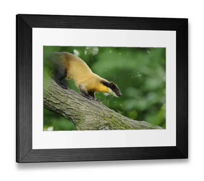 Framed Print : Yellow-throated marten (Martes flavigula) in a forest Framed Print : Yellow-throated marten (Martes flavigula) in a forest