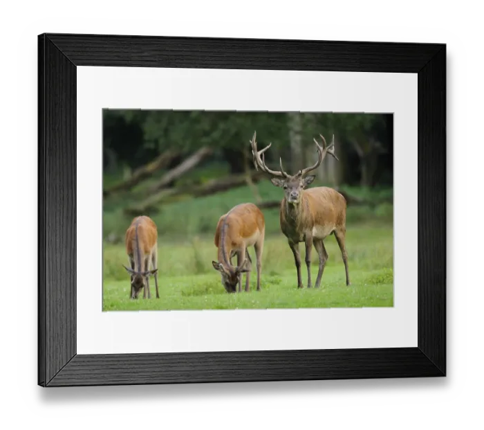 Framed Print : Red deer (Cervus elaphus) male in a forest clearing Framed Print : Red deer (Cervus elaphus) male in a forest clearing