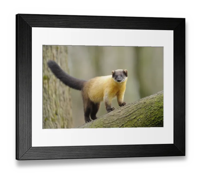 Framed Print : Yellow-throated marten (Martes flavigula) in a forest