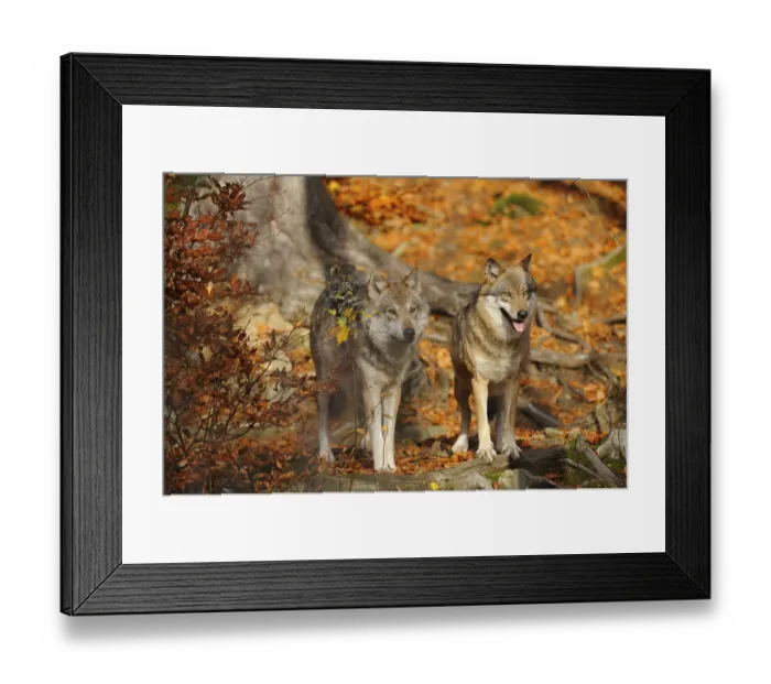Framed Print : Two european gray wolves (Canis lupus lupus) in autumn forest