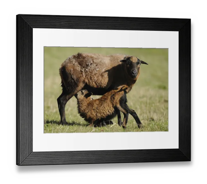 Framed Print : Cameroon sheep, domestic sheep (Ovis gmelini aries) Ewe with lamb in a meadow