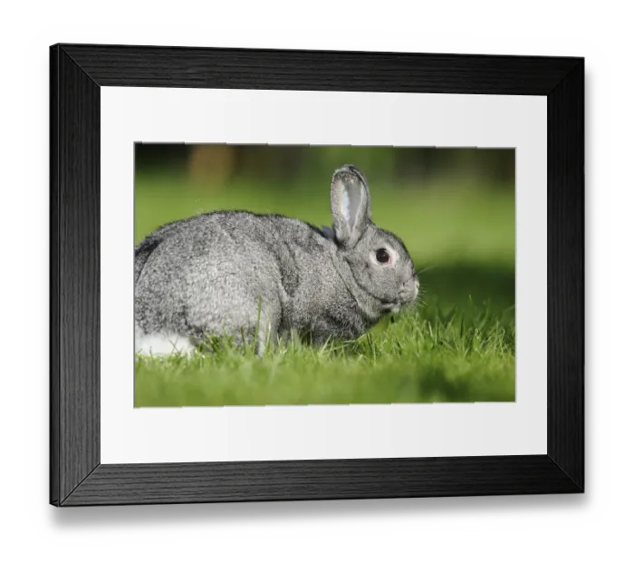 Framed Print : Close-up of a grey chinchilla rabbit on a green meadow in spring