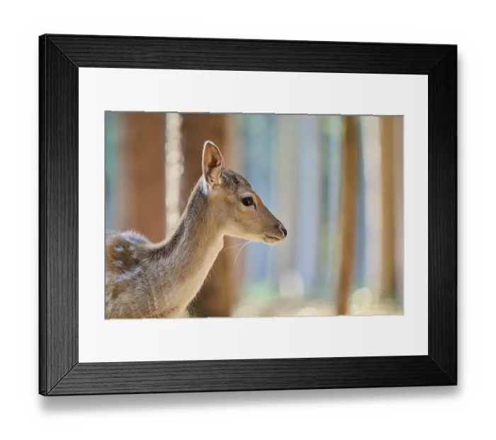 Framed Print : European fallow deer (Dama dama) youngster
