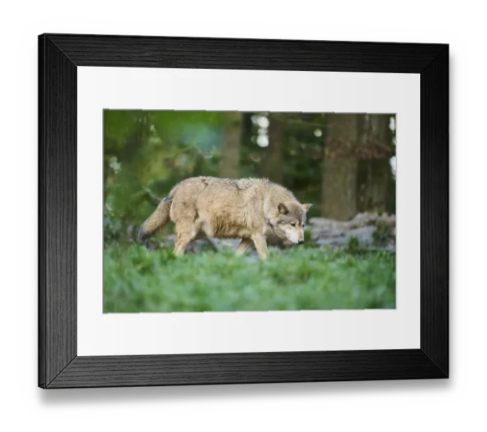 Framed Print : Eastern wolf (Canis lupus lycaon) walking on a meadow