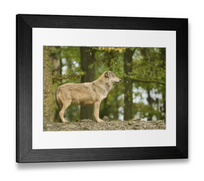 Framed Print : Eastern wolf (Canis lupus lycaon) standing on a little hill Framed Print : Eastern wolf (Canis lupus lycaon) standing on a little hill
