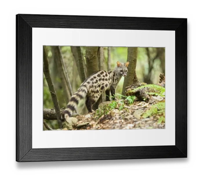 Framed Print : Common genet (Genetta genetta) Framed Print : Common genet (Genetta genetta)