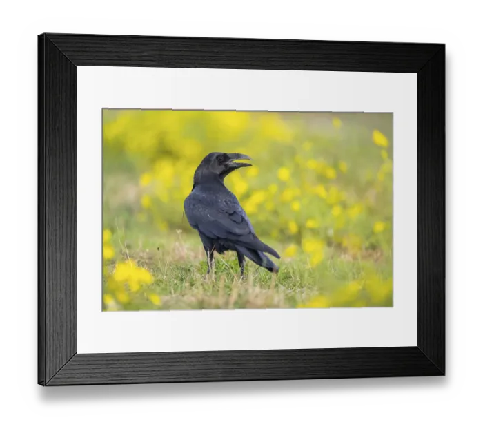 Framed Print : Common raven (Corvus corax) on a flowering meadow in autumn