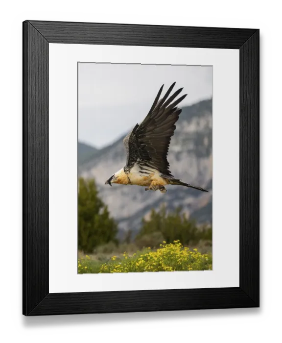 Framed Print : Bearded Vulture (Gypaetus barbatus) adult bird in flight with mountains in the backround Framed Print : Bearded Vulture (Gypaetus barbatus) adult bird in flight with mountains in the backround