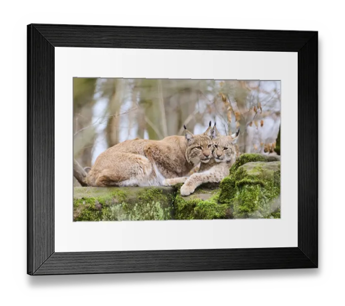 Framed Print : Eurasian lynx (Lynx lynx) mother with her youngster lying on a rock Framed Print : Eurasian lynx (Lynx lynx) mother with her youngster lying on a rock