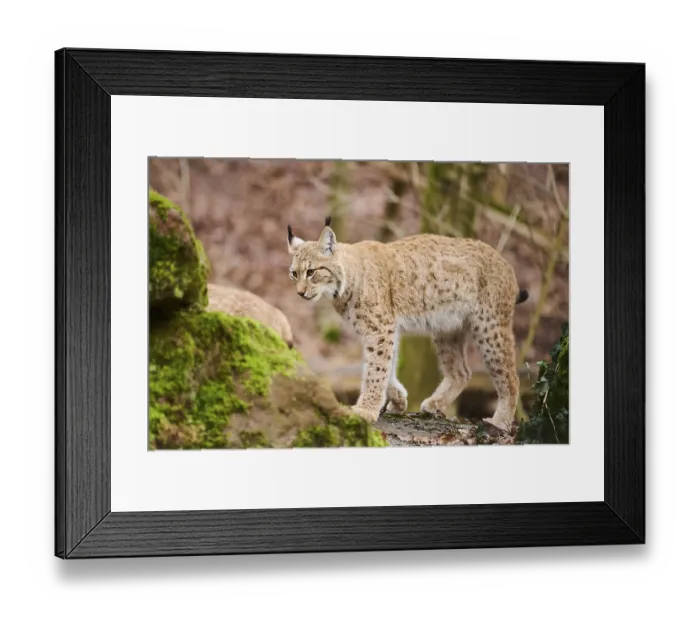 Framed Print : Eurasian lynx (Lynx lynx) walking through a forest