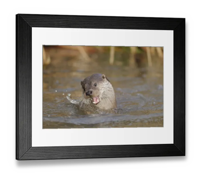 Framed Print : An otter playing in the water and splashing around