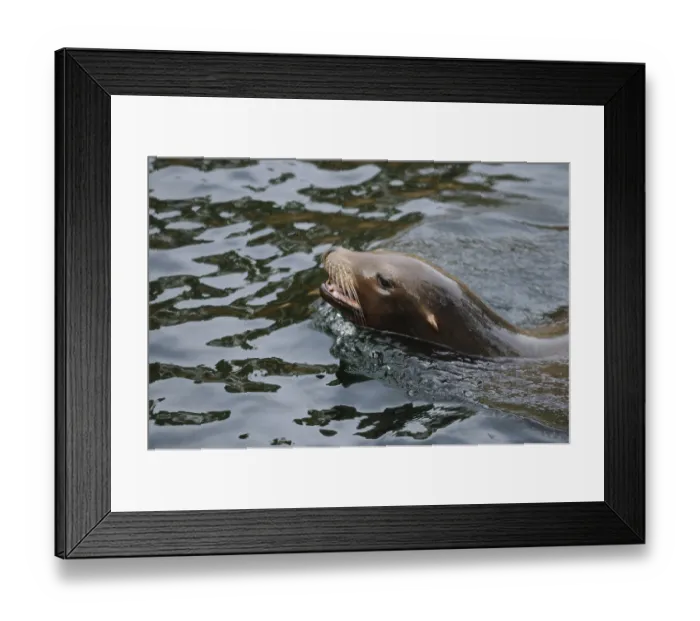 Framed Print : A sea lion swims in the water, its head raised out of the water