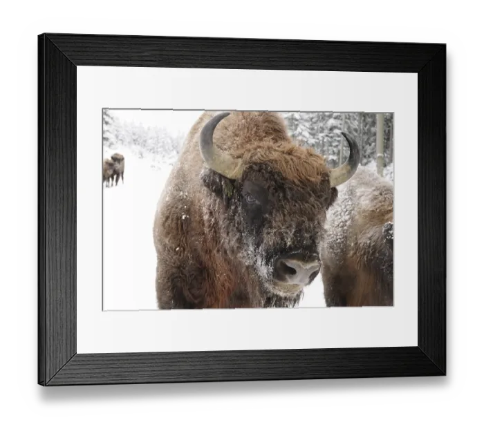 Framed Print : Bison in a snowy forest, fur and horns covered with snow