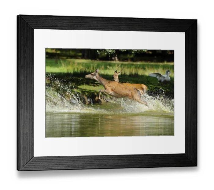 Framed Print : Red deer (Cervus elaphus) galloping through the stream Framed Print : Red deer (Cervus elaphus) galloping through the stream