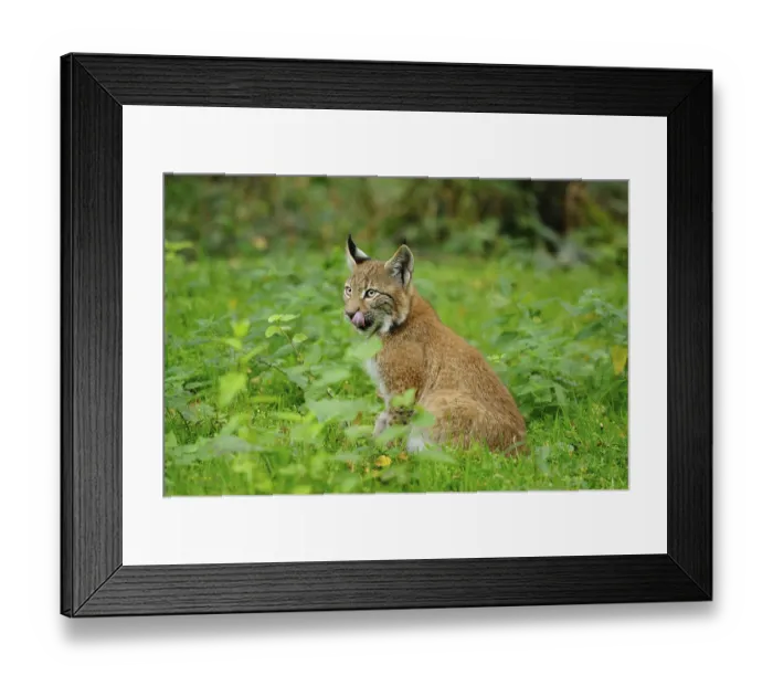 Framed Print : A young lynx licks its nose and sits in the dense green undergrowth Framed Print : A young lynx licks its nose and sits in the dense green undergrowth