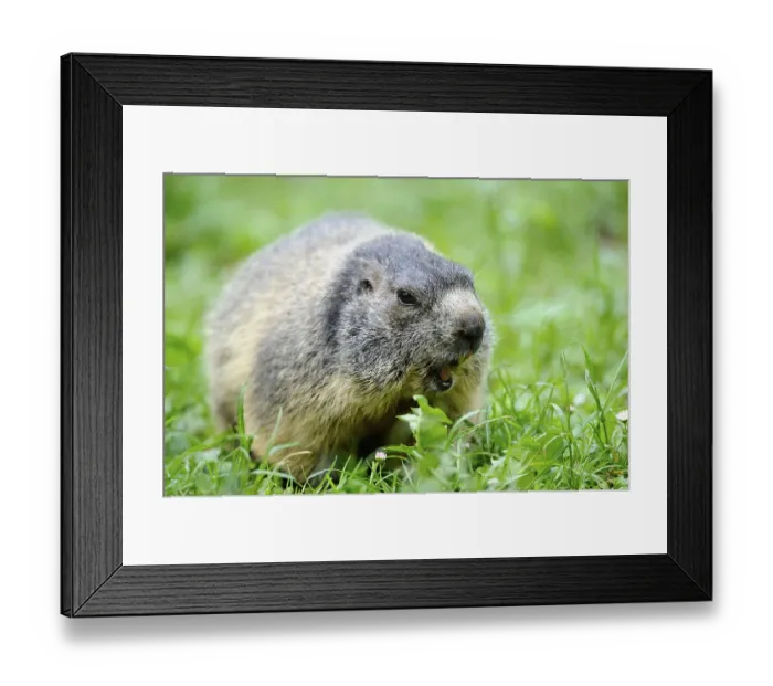 Framed Print : Marmot in green surroundings, looking out and looking attentive