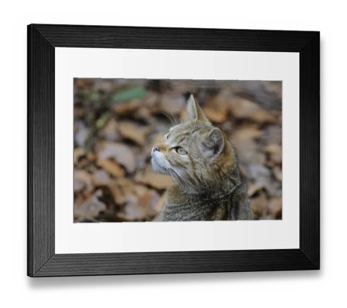 Framed Print : Lateral portrait of the wildcat with falling autumn leaves in the background