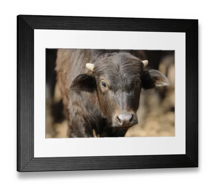 Framed Print : Close-up of a young, black buffalo calf outdoors