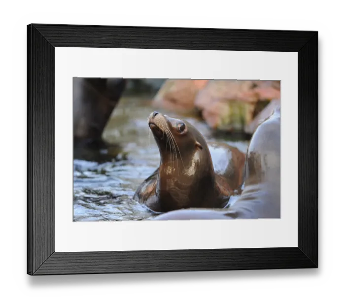 Framed Print : A sea lion attentively observes its surroundings in the water