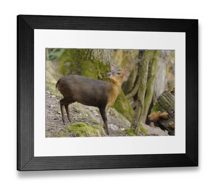 Framed Print : A muntjac standing next to a fallen tree trunk in autumnal forest