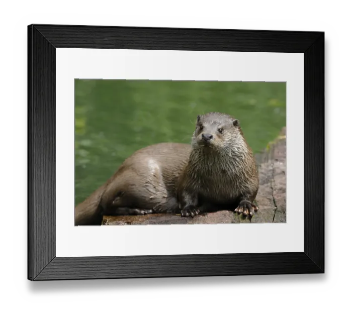 Framed Print : An otter sits relaxed on a piece of wood in green water