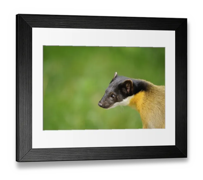 Framed Print : Close-up of a marten's head with a green background