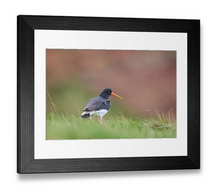 Framed Print : Eurasian oystercatcher (Haematopus ostralegus) on a meadow