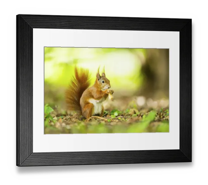 Framed Print : Red squirrel (Sciurus vulgaris) in a forest