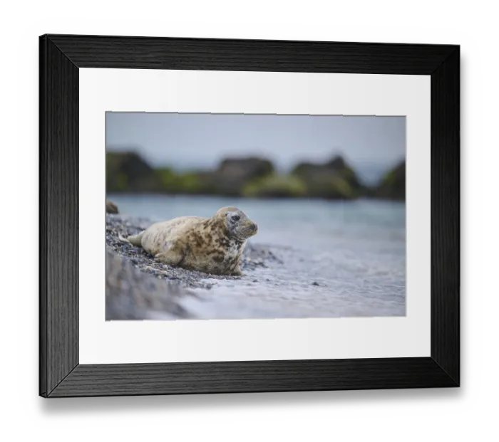 Framed Print : Grey seal (Halichoerus grypus) on the beach on the edge of the water with the sea in the background Framed Print : Grey seal (Halichoerus grypus) on the beach on the edge of the water with the sea in the background