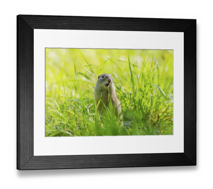 Framed Print : European ground squirrel (Spermophilus citellus) on a meadwo