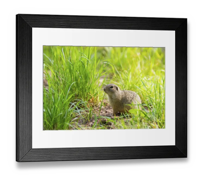 Framed Print : European ground squirrel (Spermophilus citellus) on a meadwo Framed Print : European ground squirrel (Spermophilus citellus) on a meadwo