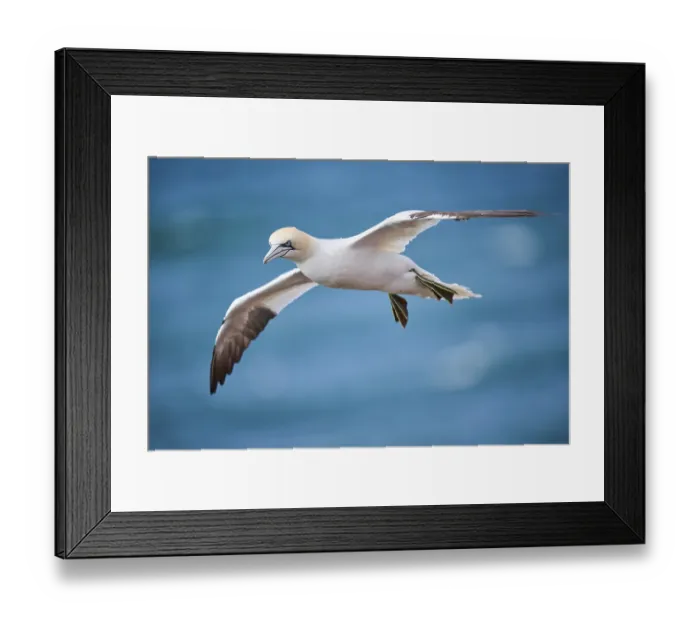 Framed Print : Northern gannet (Morus bassanus) flying over the sea Framed Print : Northern gannet (Morus bassanus) flying over the sea