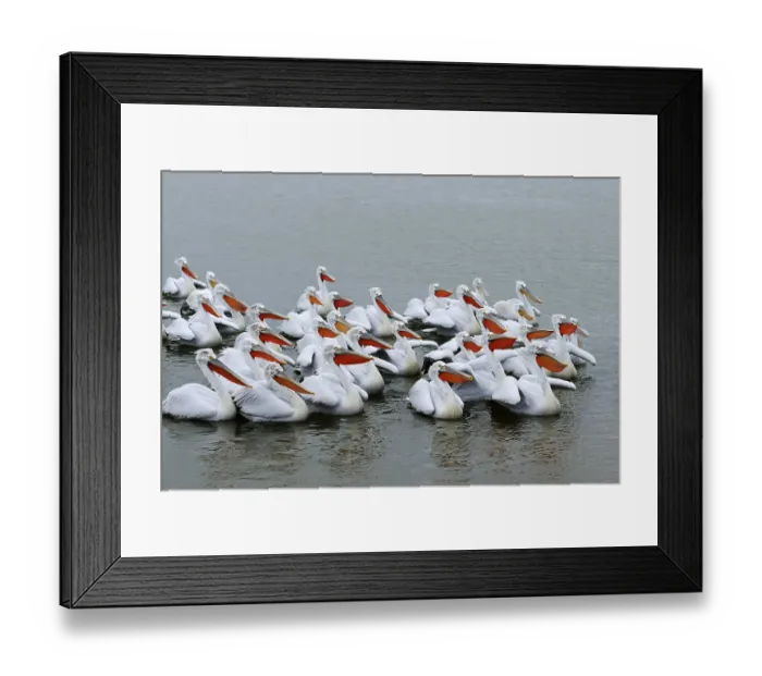 Framed Print : Dalmatian Pelicans (Pelecanus crispus) Framed Print : Dalmatian Pelicans (Pelecanus crispus)