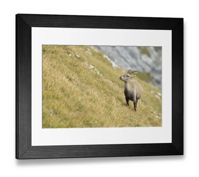 Framed Print : Alpine Ibex or Steinbock (Capra ibex) Framed Print : Alpine Ibex or Steinbock (Capra ibex)