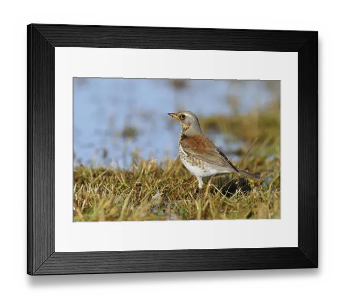 Framed Print : Fieldfare (Turdus pilaris), Mazovia
