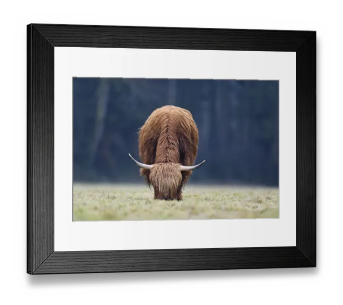 Framed Print : Highland cattle (Bos taurus), adult animal eating grass in a meadow Framed Print : Highland cattle (Bos taurus), adult animal eating grass in a meadow