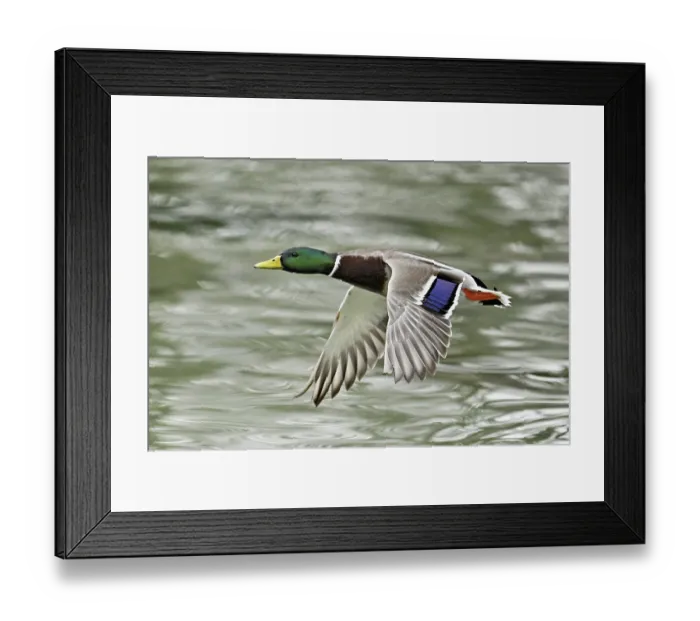 Framed Print : Mallard (Anas platyrhynchos), drake in flight Framed Print : Mallard (Anas platyrhynchos), drake in flight