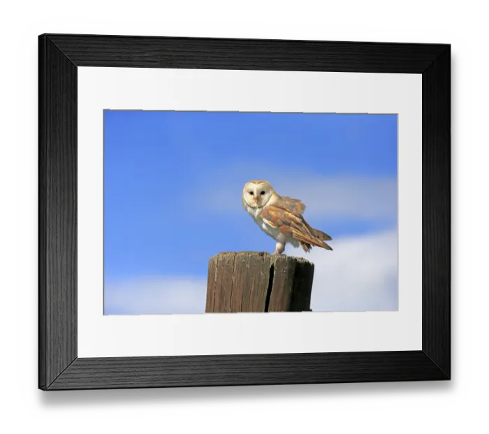 Framed Print : Barn Owl (Tyto alba), adult, on perch
