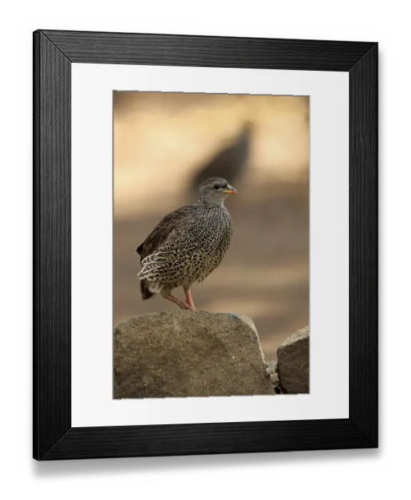 Framed Print : Natal spurfowl or Natal francolin (Francolinus natalensis)