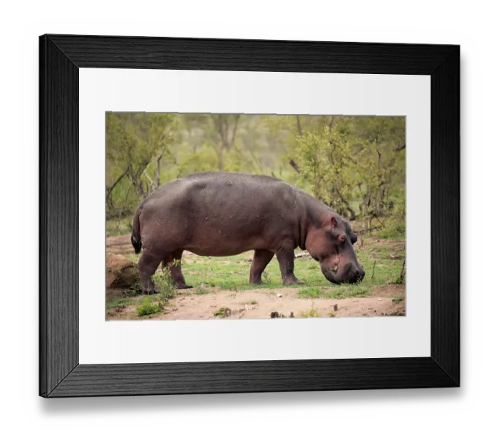 Framed Print : Hippo (Hippopotamus amphibius) Framed Print : Hippo (Hippopotamus amphibius)