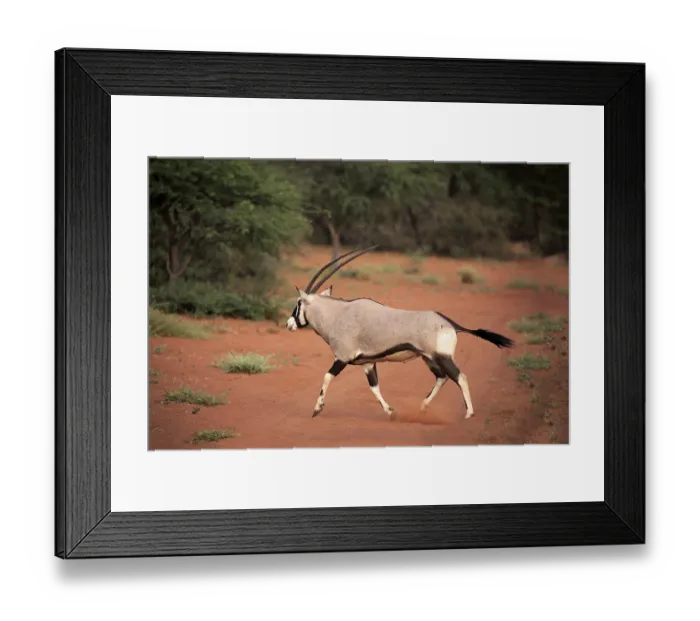Framed Print : Gemsbok (Oryx gazella), adult running