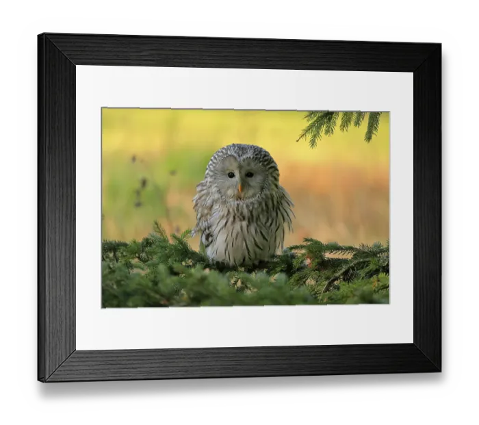 Framed Print : Ural Owl (Strix uralensis), adult